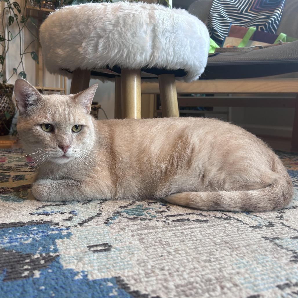 Enlarge Cheeto, a Adoptable Domestic Short Hair in Charlottesville, VA image 3/6