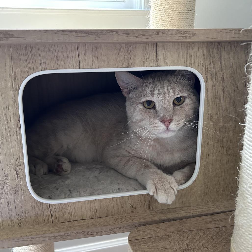 Enlarge Cheeto, a Adoptable Domestic Short Hair in Charlottesville, VA image 4/6