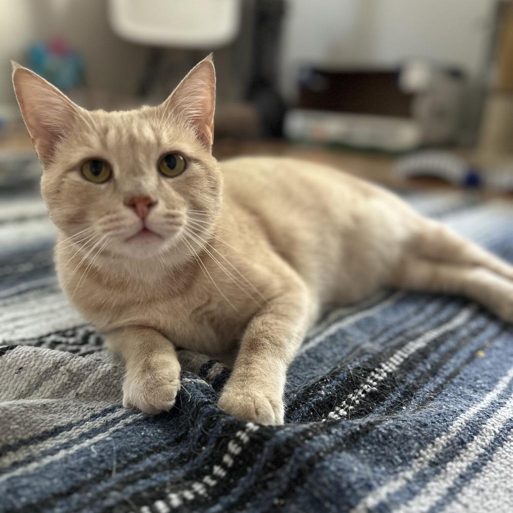 Enlarge Cheeto, a Adoptable Domestic Short Hair in Charlottesville, VA image 5/6