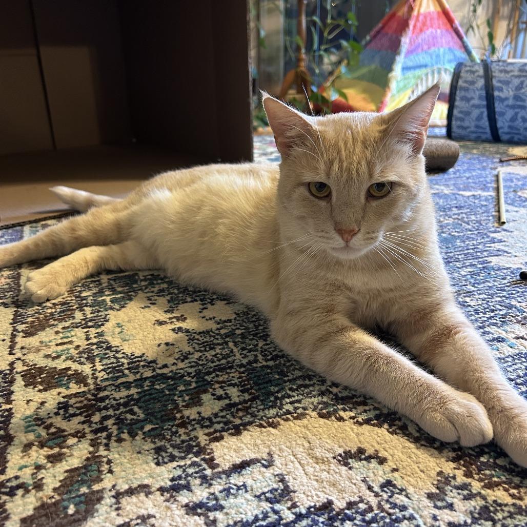Enlarge Cheeto, a Adoptable Domestic Short Hair in Charlottesville, VA image 6/6