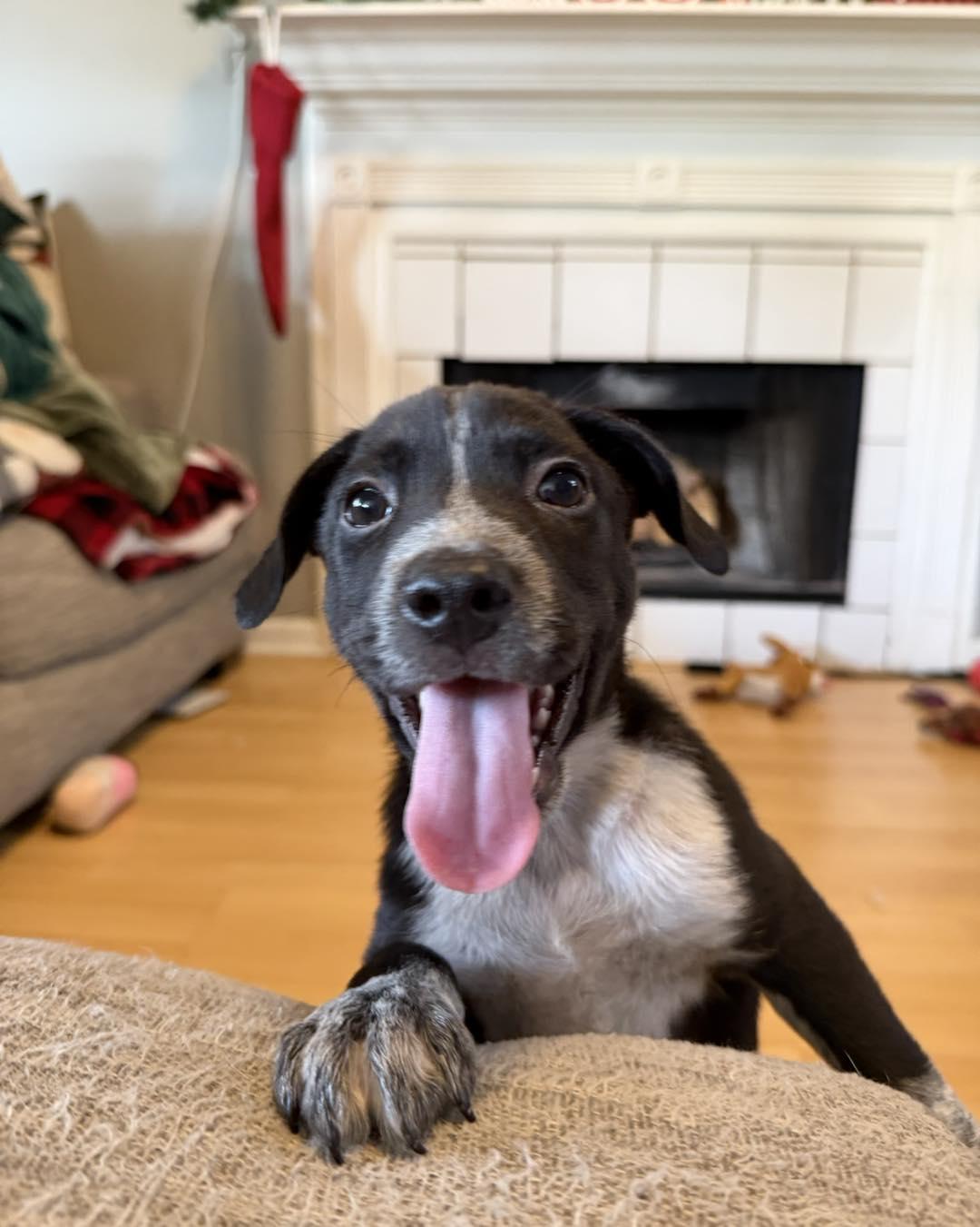 Enlarge Dreidel, a ADOPTABLE mixed breed in Grafton, MA image 6/6