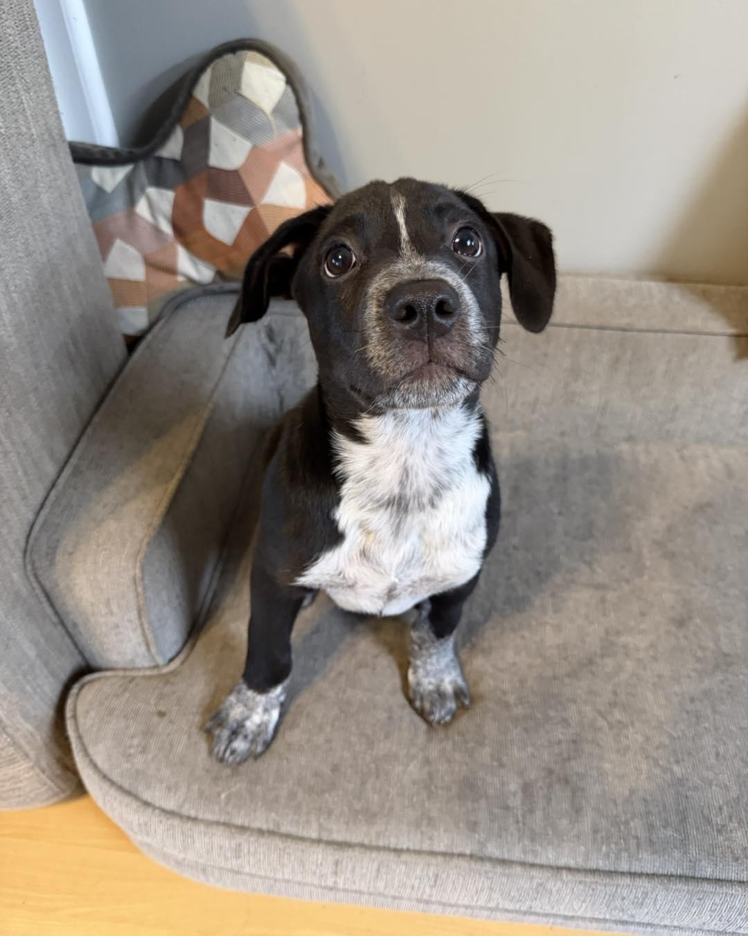 Dreidel, ADOPTABLE, Puppy Male Schnauzer.