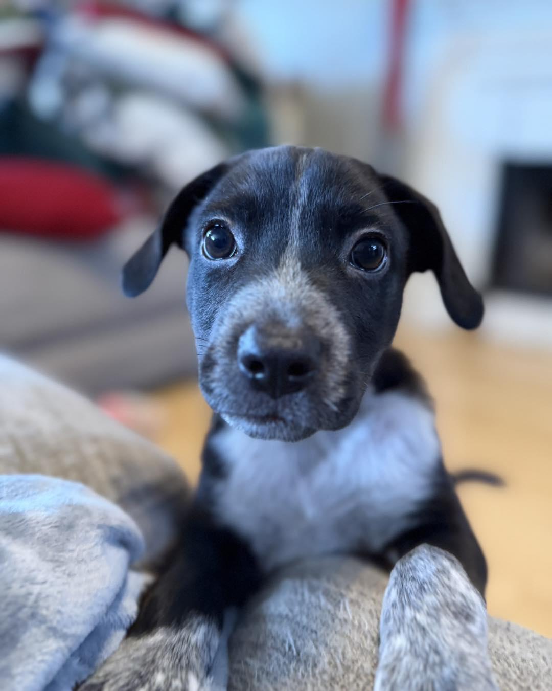Enlarge Dreidel, a ADOPTABLE mixed breed in Grafton, MA image 5/6