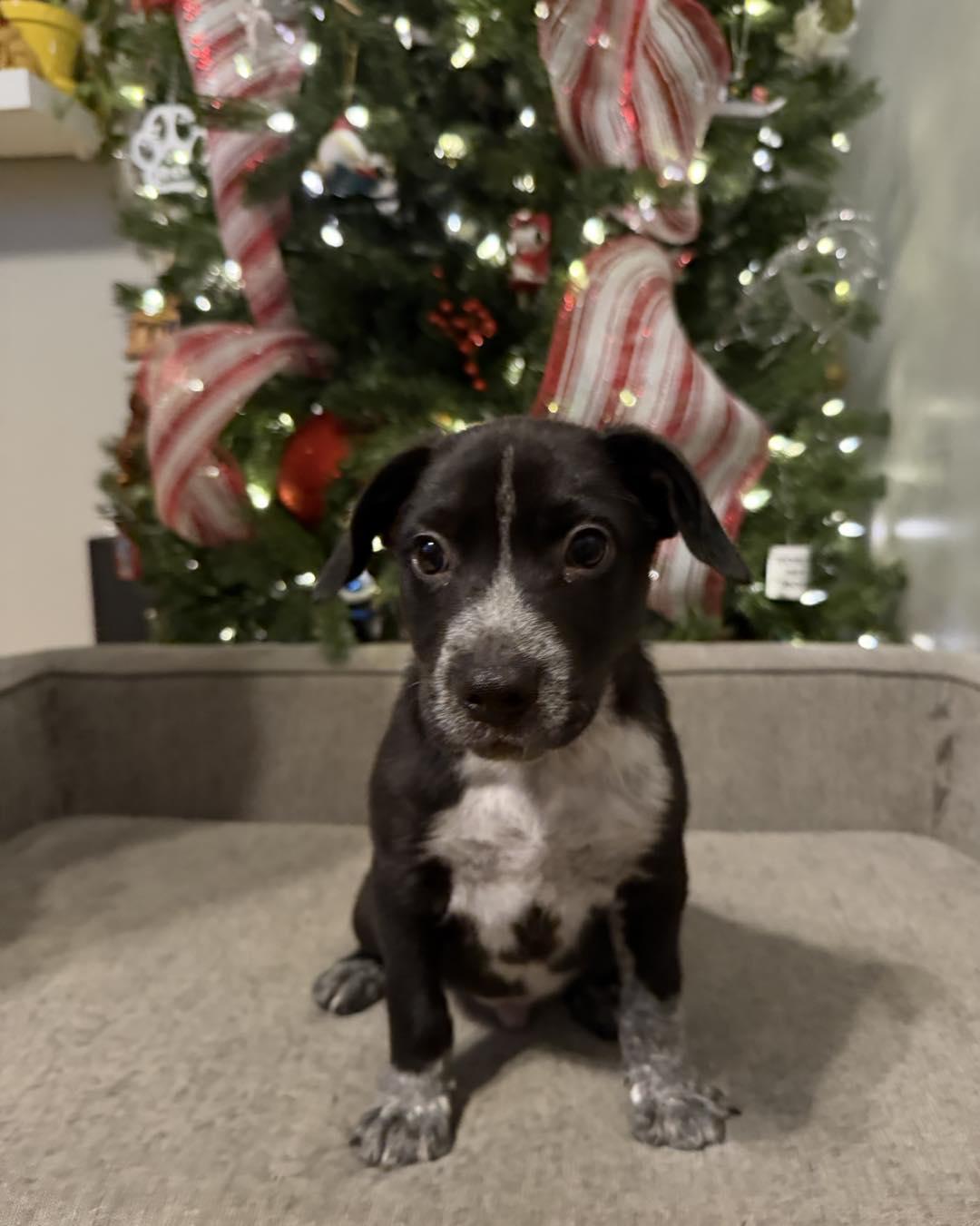 Enlarge Dreidel, a ADOPTABLE mixed breed in Grafton, MA image 4/6