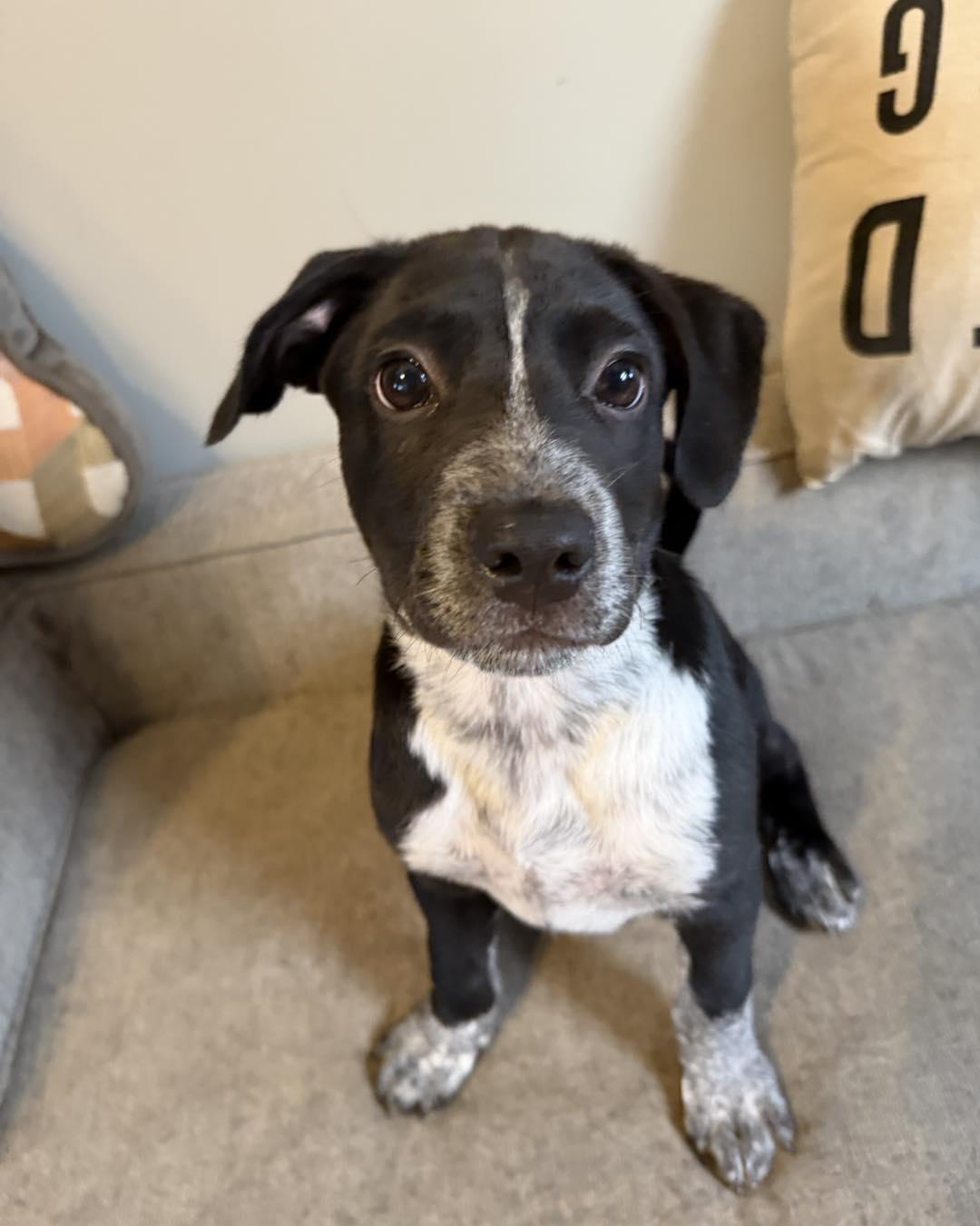 Enlarge Dreidel, a ADOPTABLE mixed breed in Grafton, MA image 3/6