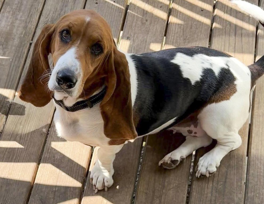 Enlarge PRISCILLA - ADOPTION PENDING!, a Adoptable Basset Hound in Mays Landing, NJ image 1/3