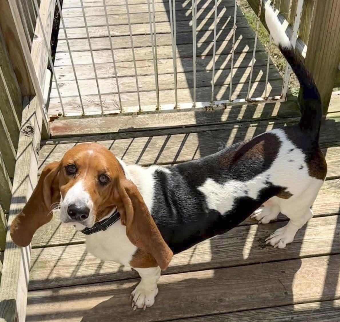 Enlarge PRISCILLA - ADOPTION PENDING!, a Adoptable Basset Hound in Mays Landing, NJ image 2/3