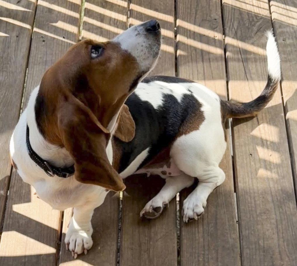 Enlarge PRISCILLA - ADOPTION PENDING!, a Adoptable Basset Hound in Mays Landing, NJ image 3/3