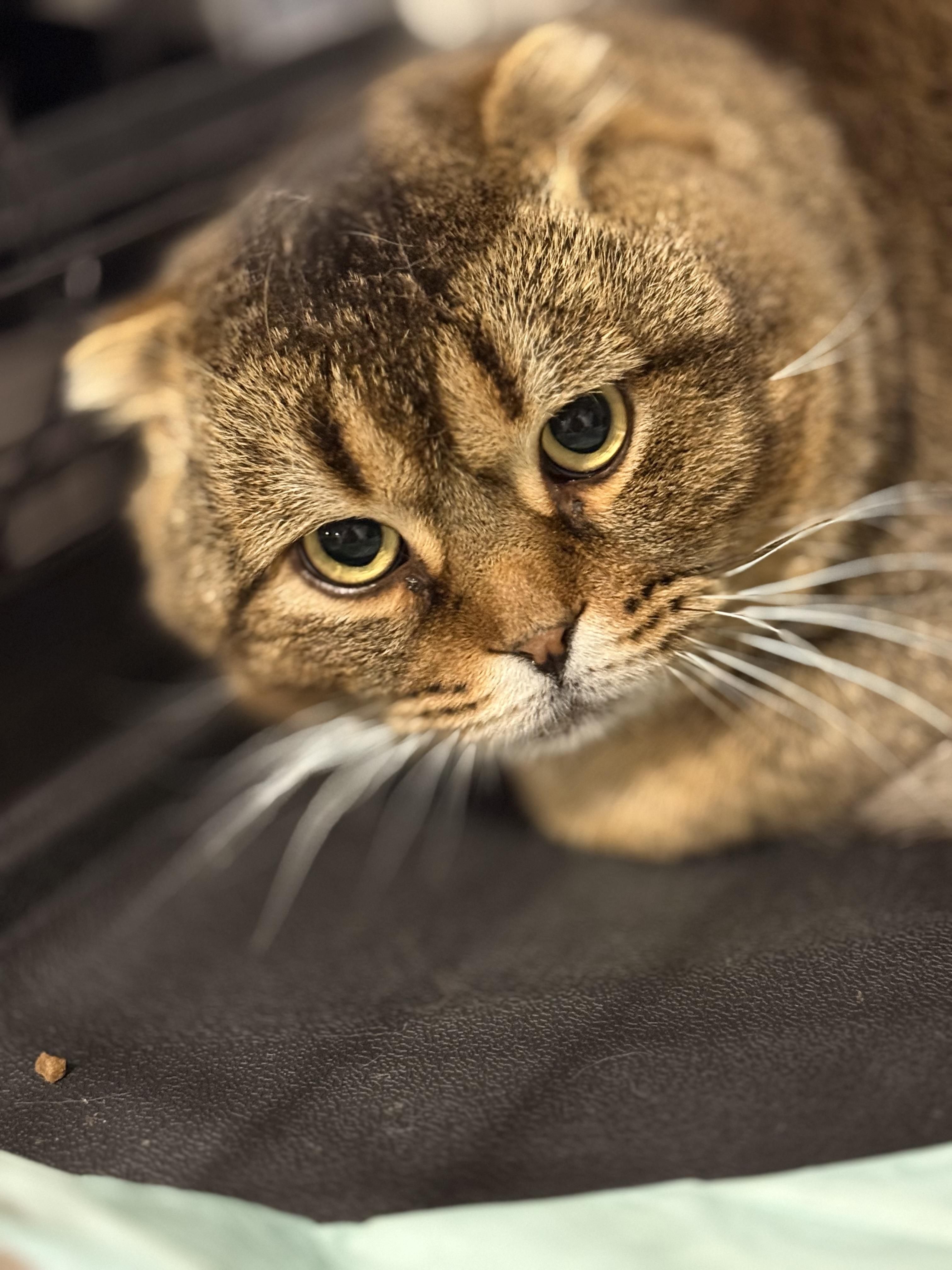 Enlarge Archimedes, a ADOPTABLE Scottish Fold in Old Bridge, NJ image 1/1