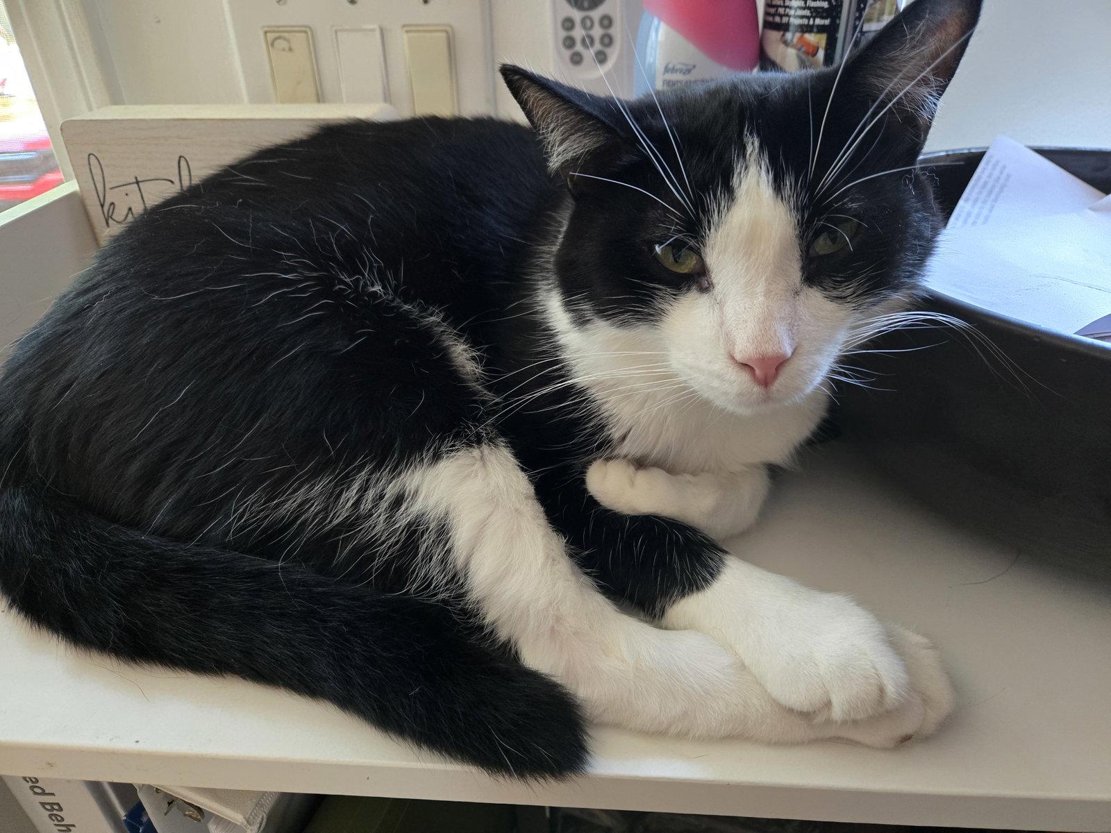 Larry, Adoptable, Adult Male Tuxedo & Domestic Short Hair.