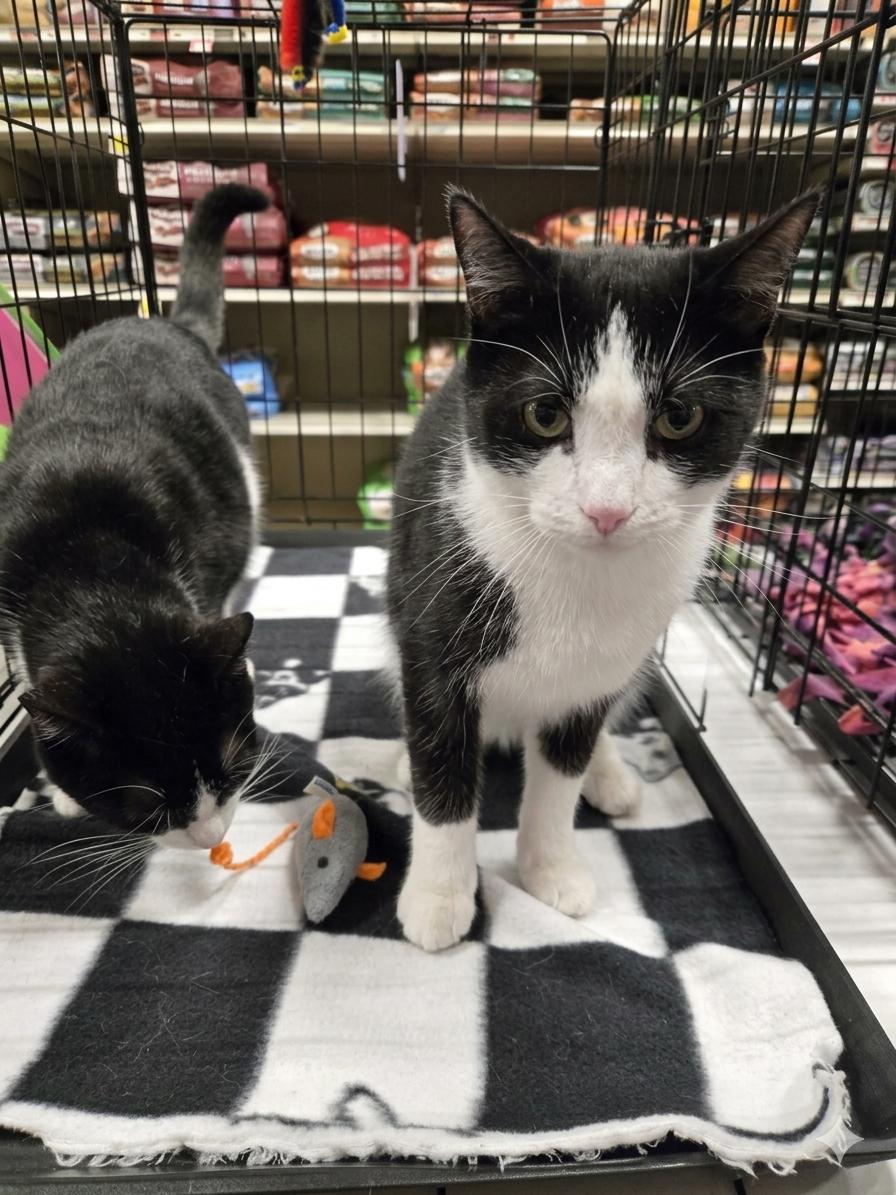 Enlarge Larry, a Adoptable mixed breed in Norwood, OH image 2/2