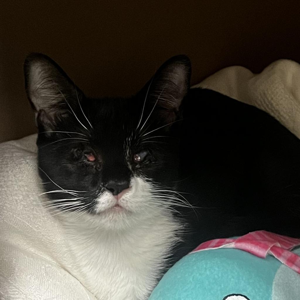 Enlarge Athena, a Adoptable Domestic Short Hair in Lynchburg, VA image 2/6