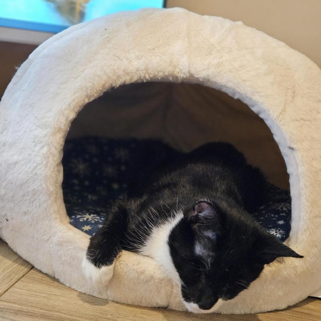 Enlarge Athena, a Adoptable Domestic Short Hair in Lynchburg, VA image 3/6