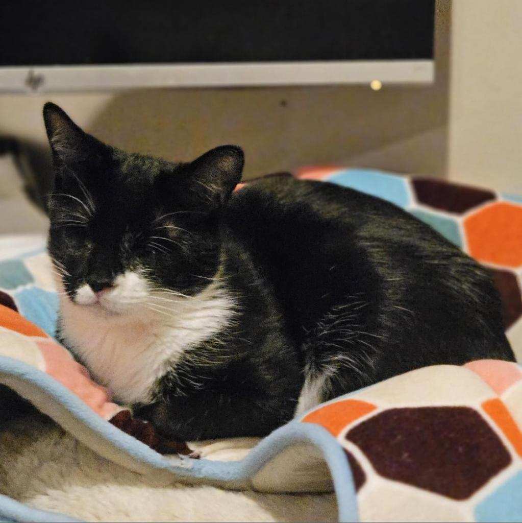 Enlarge Athena, a Adoptable Domestic Short Hair in Lynchburg, VA image 4/6