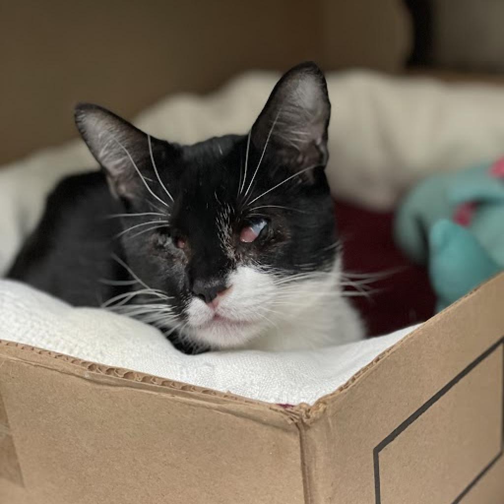 Enlarge Athena, a Adoptable Domestic Short Hair in Lynchburg, VA image 5/6