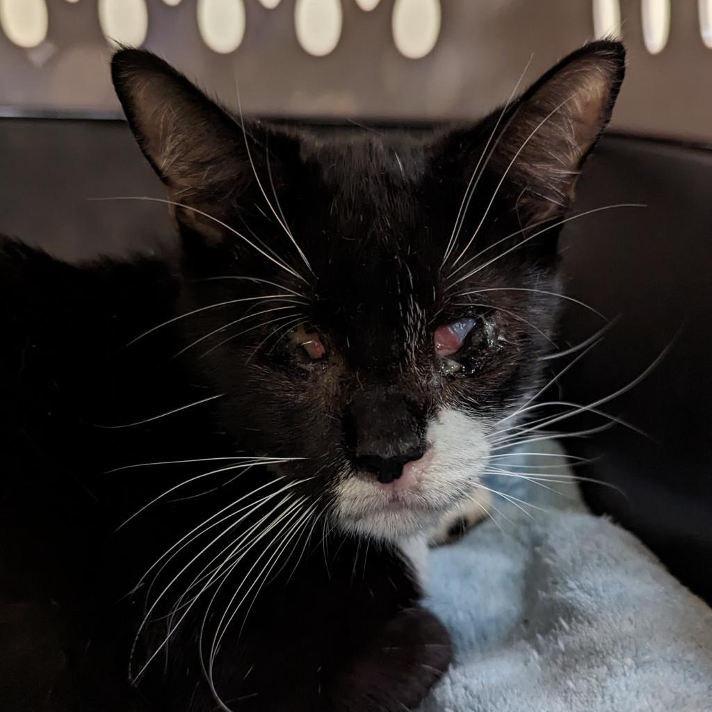 Enlarge Athena, a Adoptable Domestic Short Hair in Lynchburg, VA image 6/6