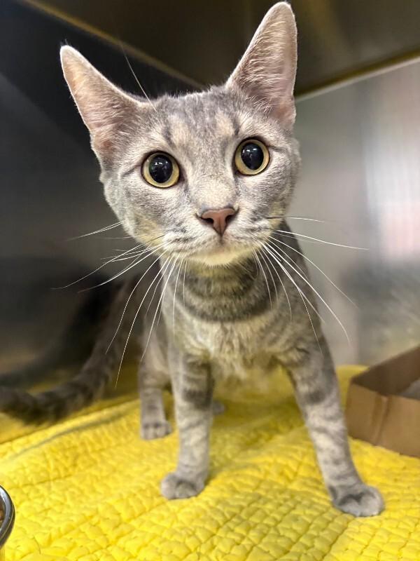 Enlarge Sarafina, a Adoption Pending Domestic Short Hair in Saint Charles, MO image 1/1