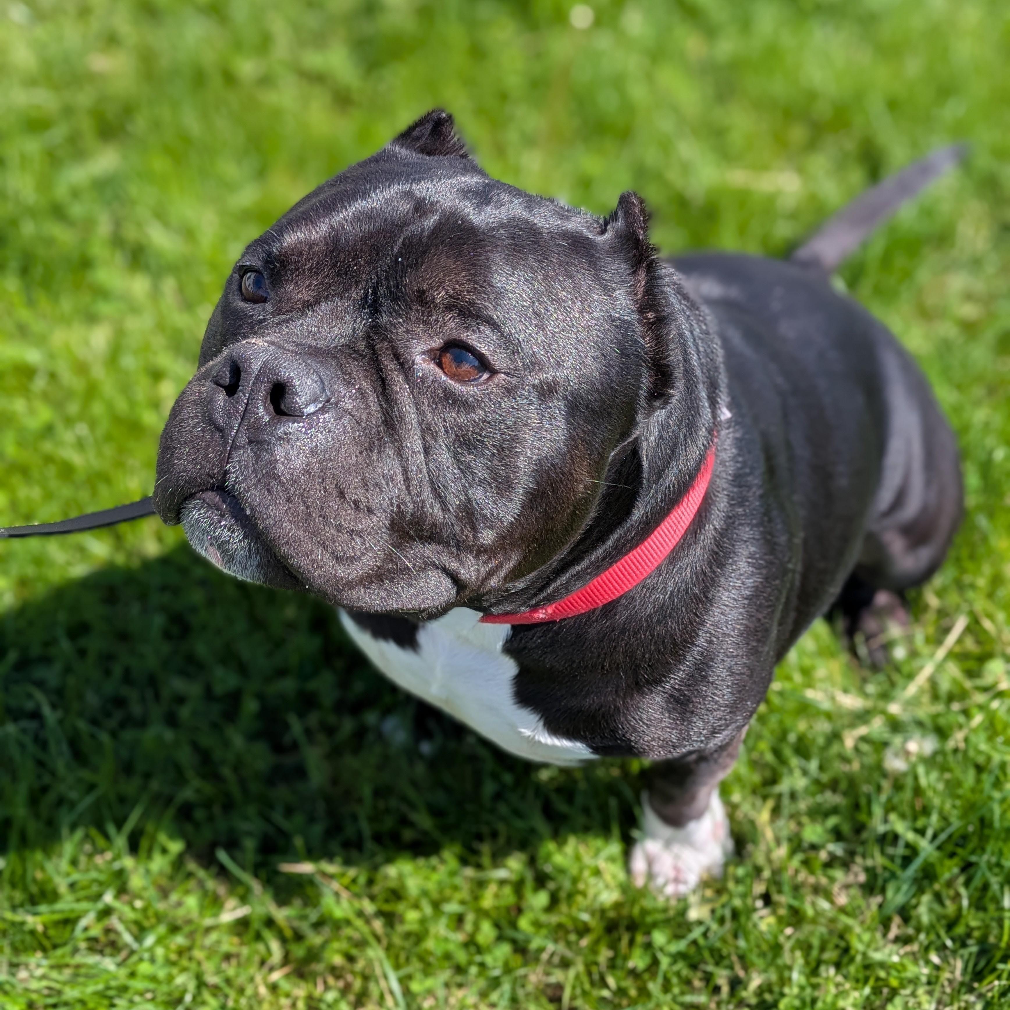 Enzo, an adoptable mixed breed in Syracuse, NY image 4/4