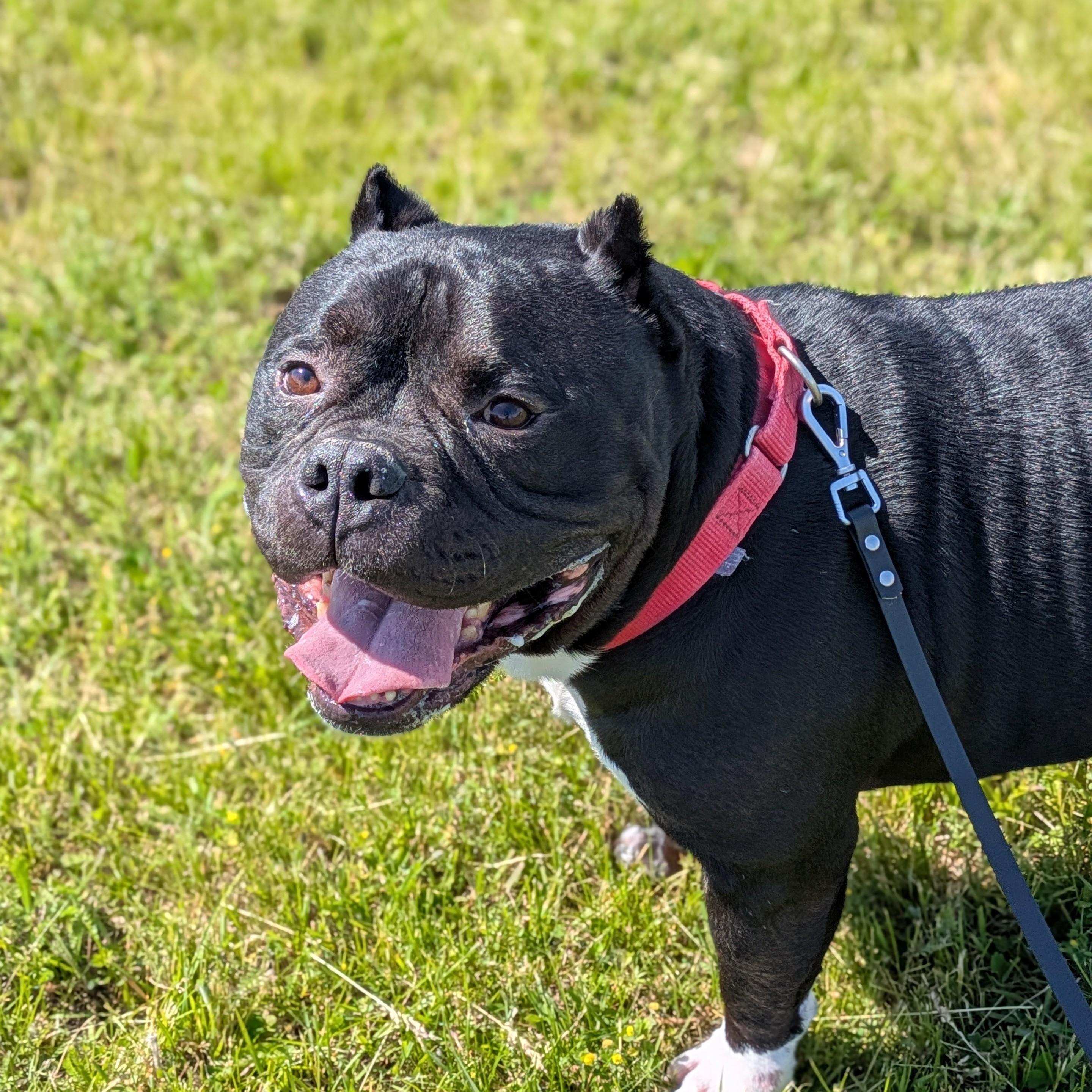 Enzo, an adoptable mixed breed in Syracuse, NY image 3/4