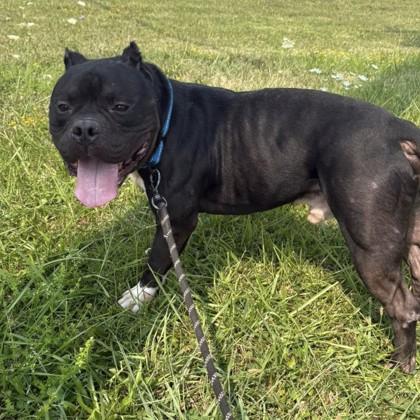 Enzo, adoptable, Adult Male Pit Bull Terrier.