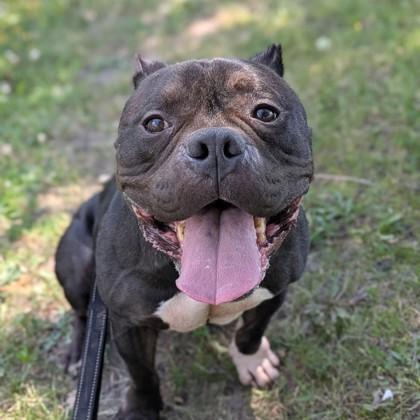 Enzo, an adoptable mixed breed in Syracuse, NY image 2/4