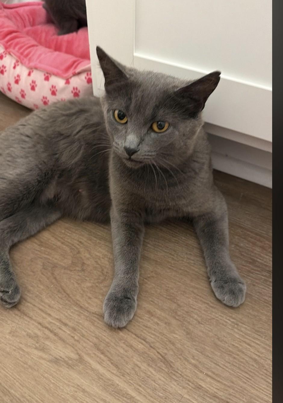 Enlarge Taylor, a Adopted Domestic Short Hair in Sellersburg, IN image 3/5