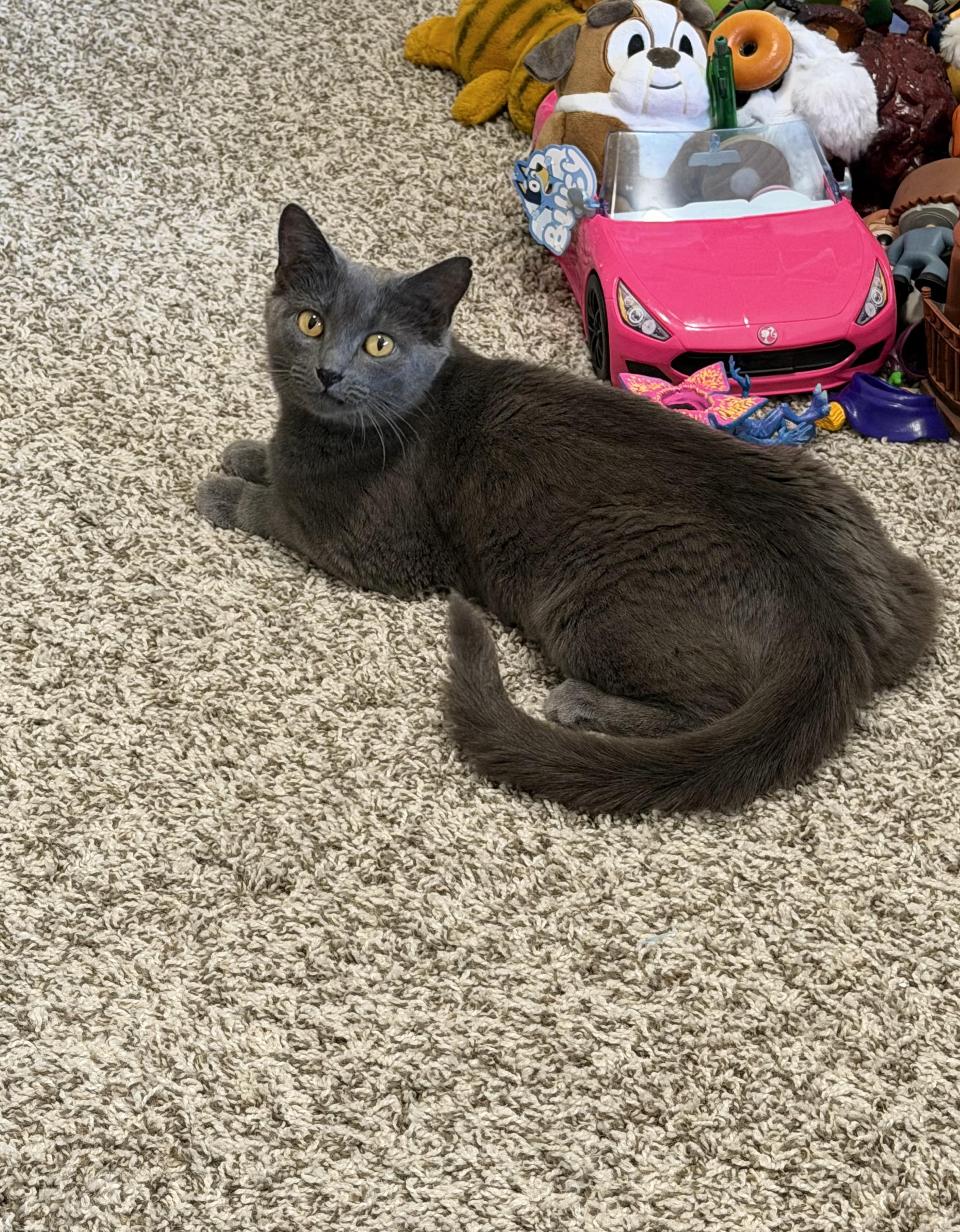 Enlarge Taylor, a Adopted Domestic Short Hair in Sellersburg, IN image 1/5