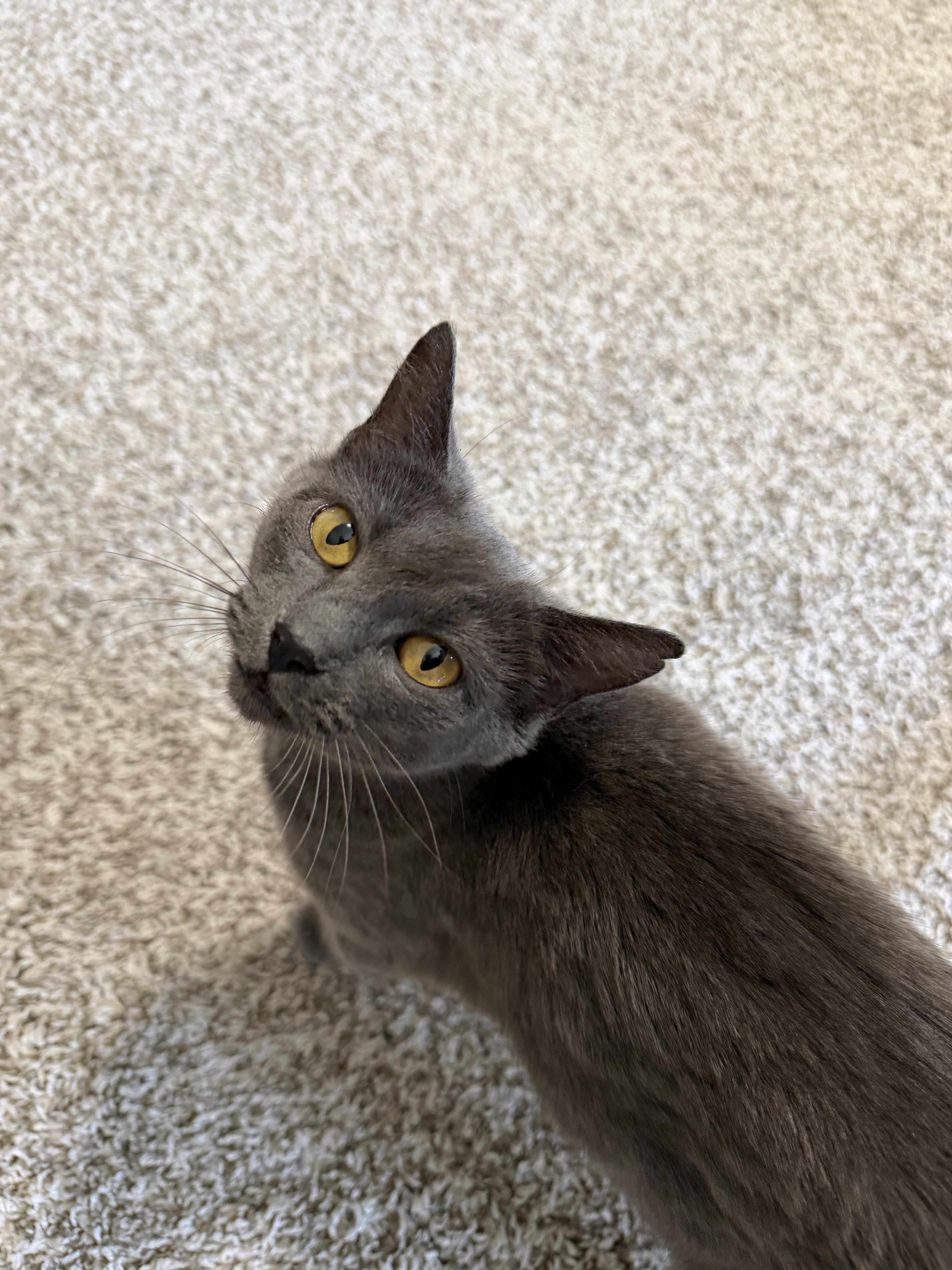 Enlarge Taylor, a Adopted Domestic Short Hair in Sellersburg, IN image 5/5