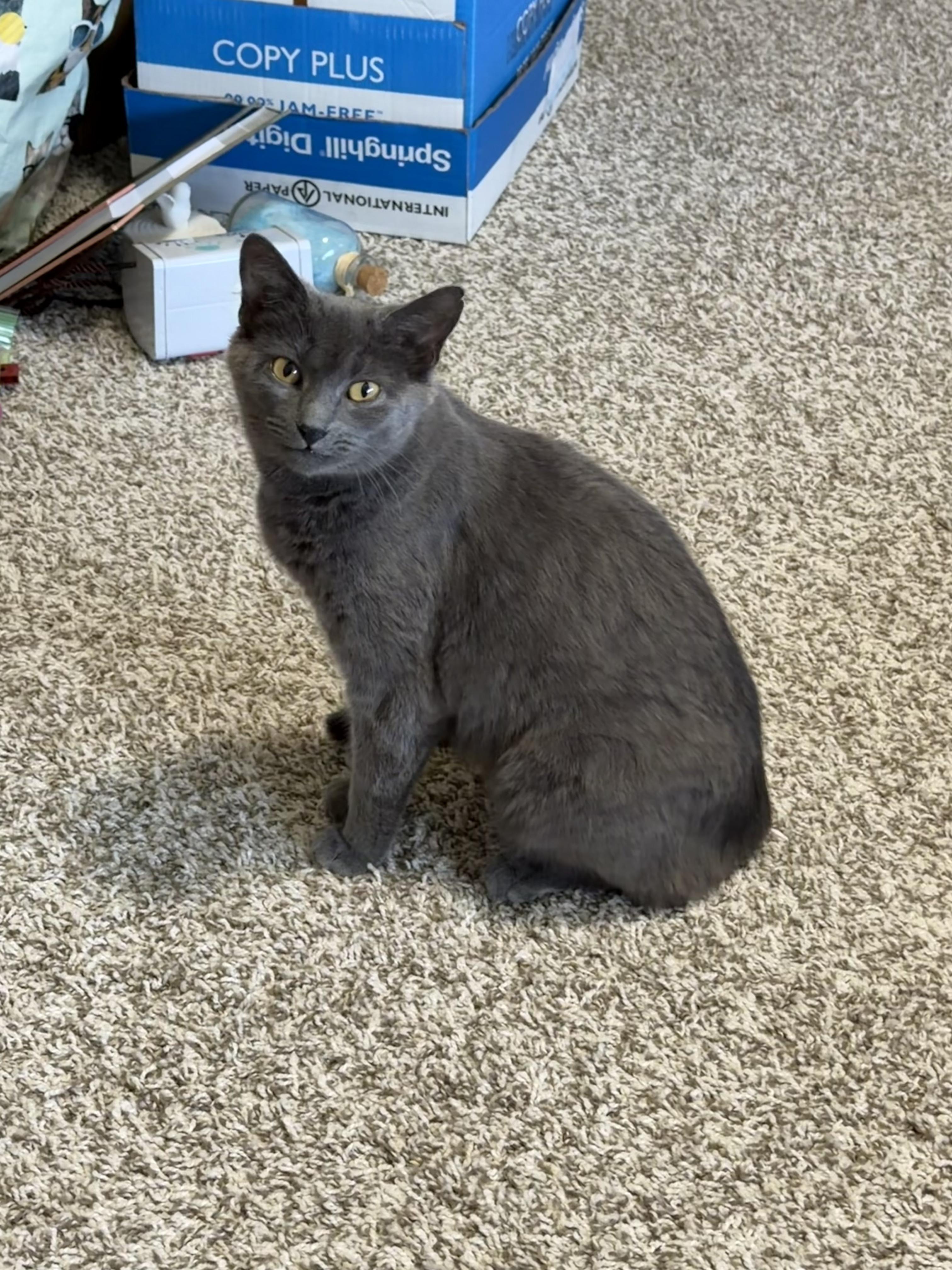 Enlarge Taylor, a Adopted Domestic Short Hair in Sellersburg, IN image 4/5