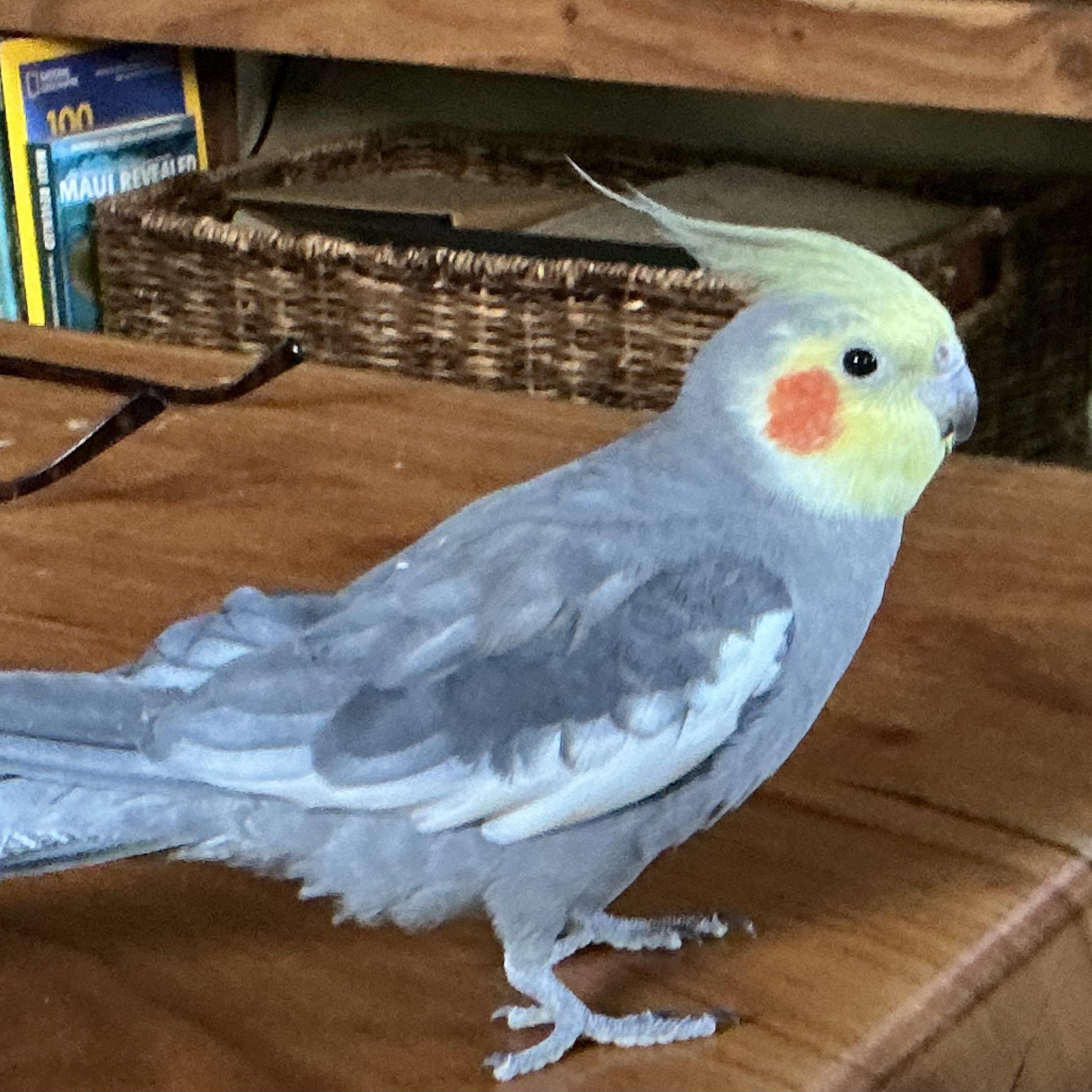 Zazu, ADOPTABLE, Young Male Cockatiel.