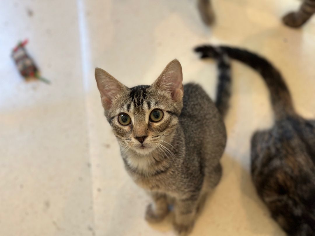 Enlarge Shea, a Adoptable Domestic Short Hair in Apex, NC image 1/1