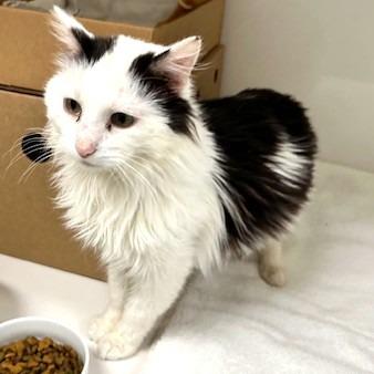 Pawbert, Adoptable, Adult Male Domestic Long Hair.