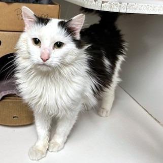 Enlarge Pawbert, a Adoptable Domestic Long Hair in Novelty, OH image 2/4