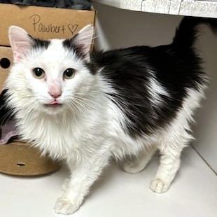 Enlarge Pawbert, a Adoptable Domestic Long Hair in Novelty, OH image 3/4
