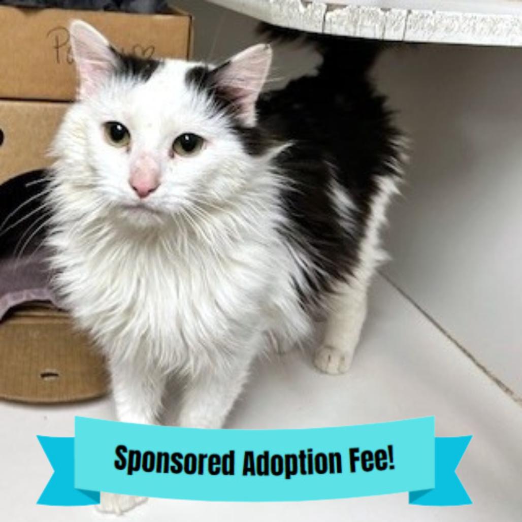 Enlarge Pawbert, a Adoptable Domestic Long Hair in Novelty, OH image 4/4
