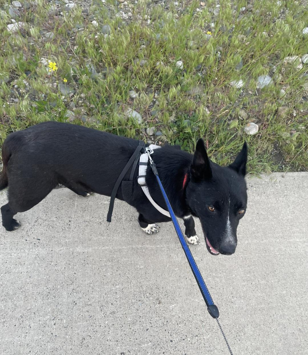 T-Tyler, an adoptable Border Collie in Billings, MT, 59101 | Photo Image 1