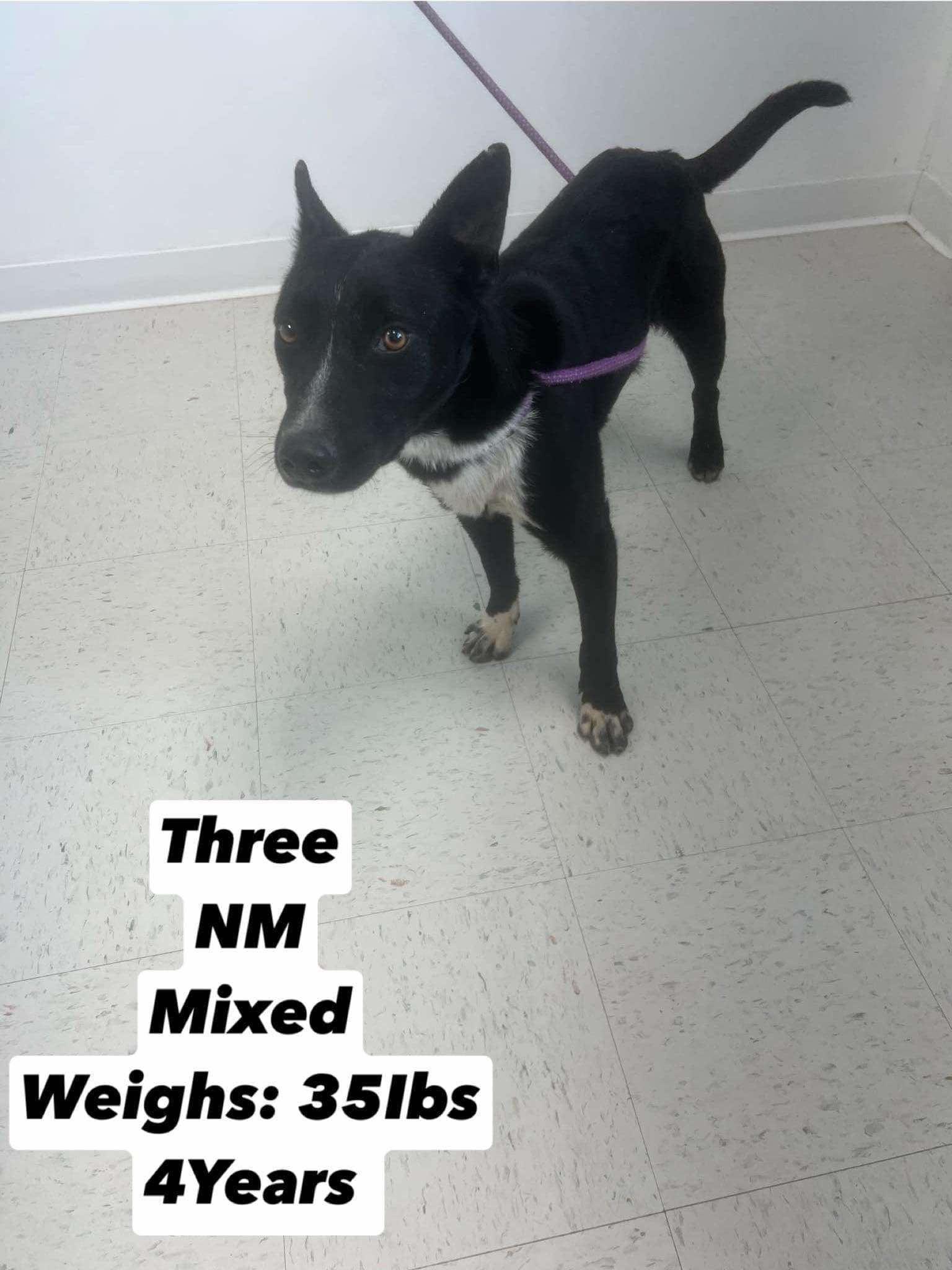 T-Tyler, a Adoptable Border Collie in Billings, MT image 2/2