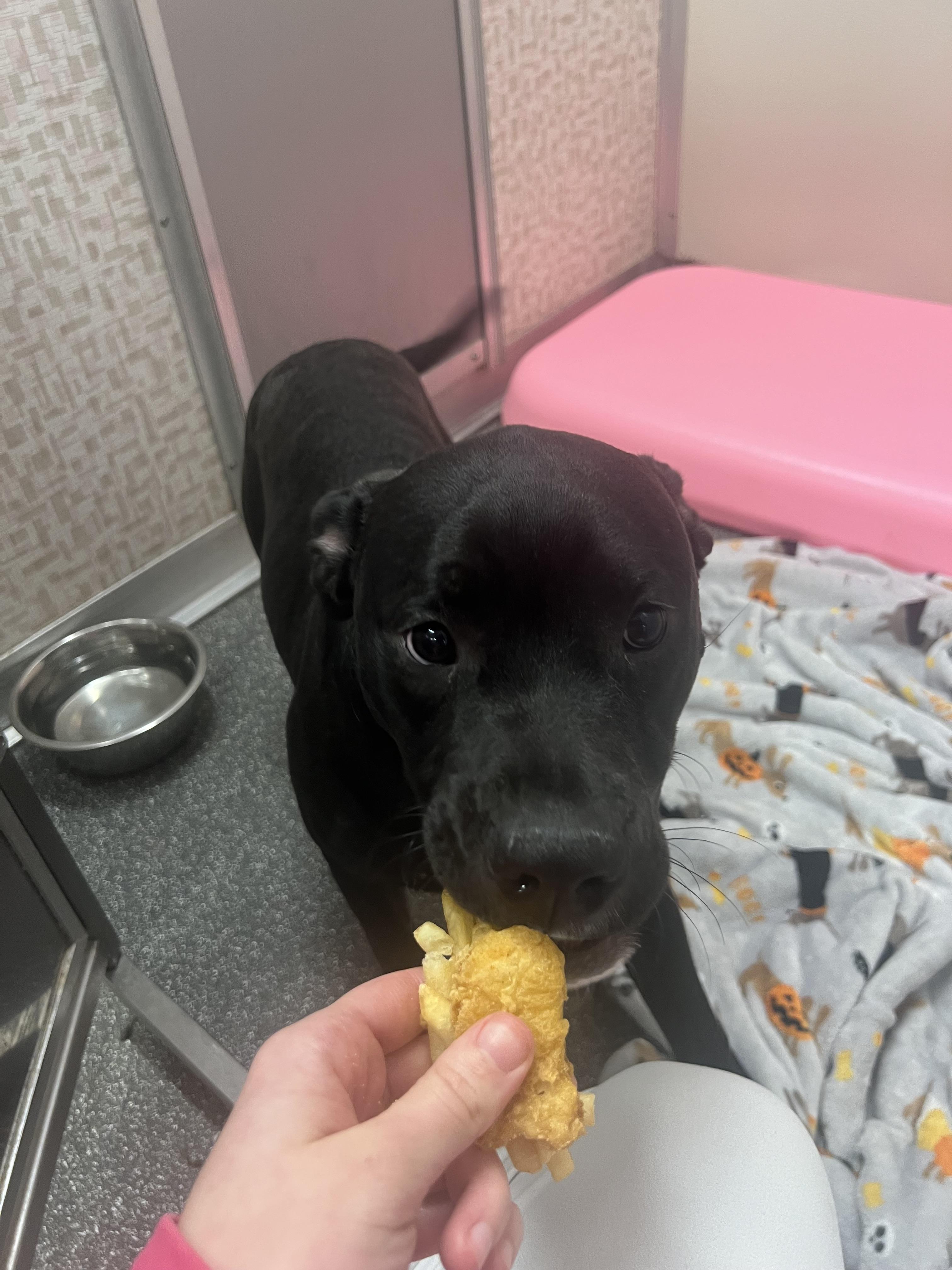 Matcha, Baby Male Black Labrador Retriever