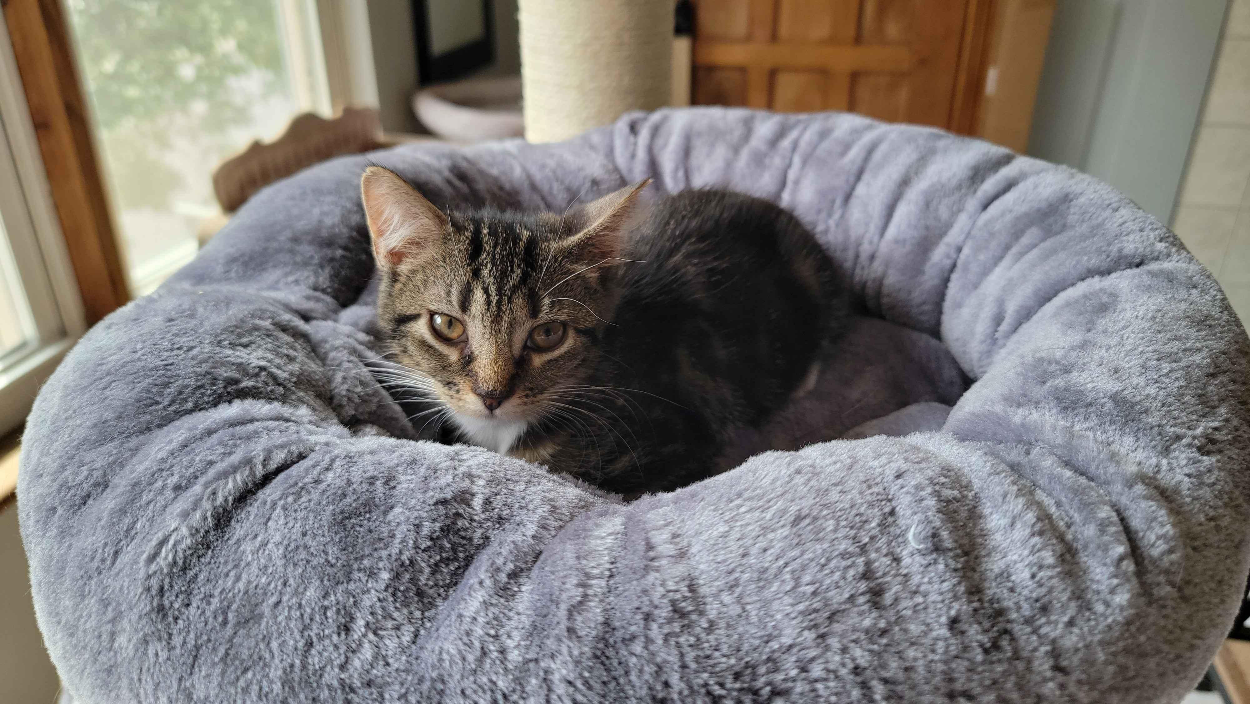 Enlarge Kabuki, a ADOPTABLE Domestic Short Hair in Florham Park, NJ image 2/5