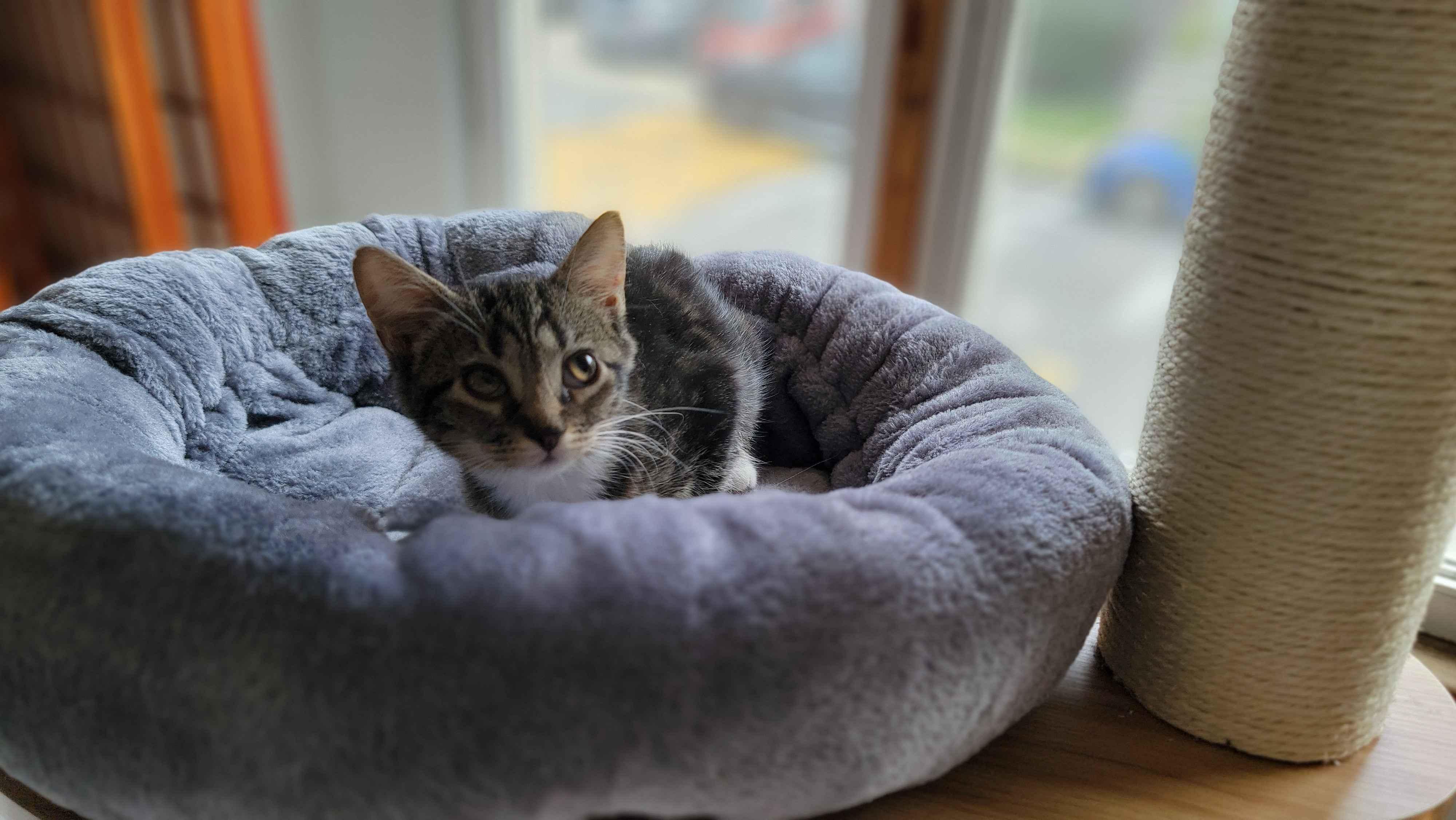 Enlarge Kabuki, a ADOPTABLE Domestic Short Hair in Florham Park, NJ image 4/5