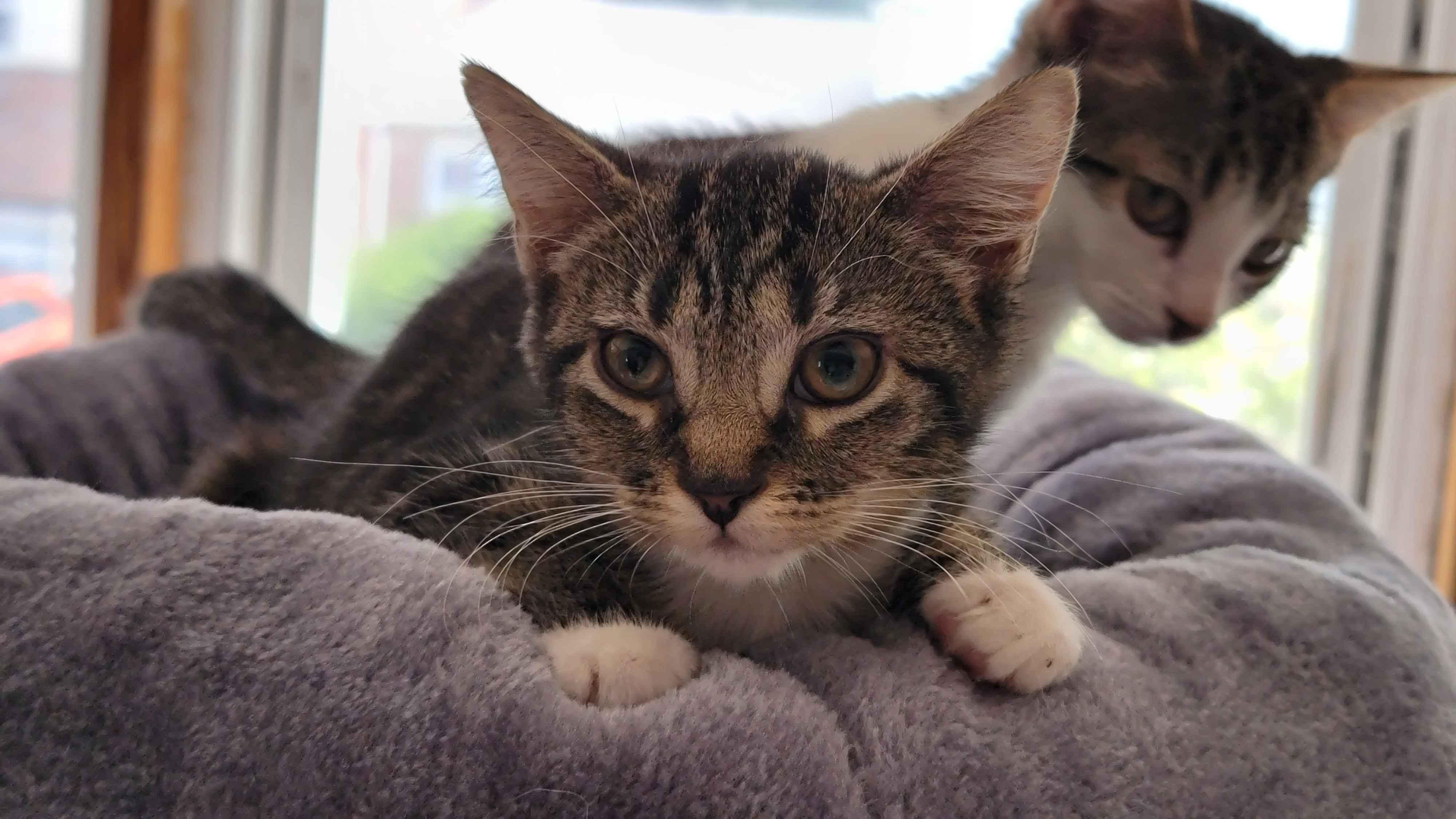 Enlarge Kabuki, a ADOPTABLE Domestic Short Hair in Florham Park, NJ image 1/5