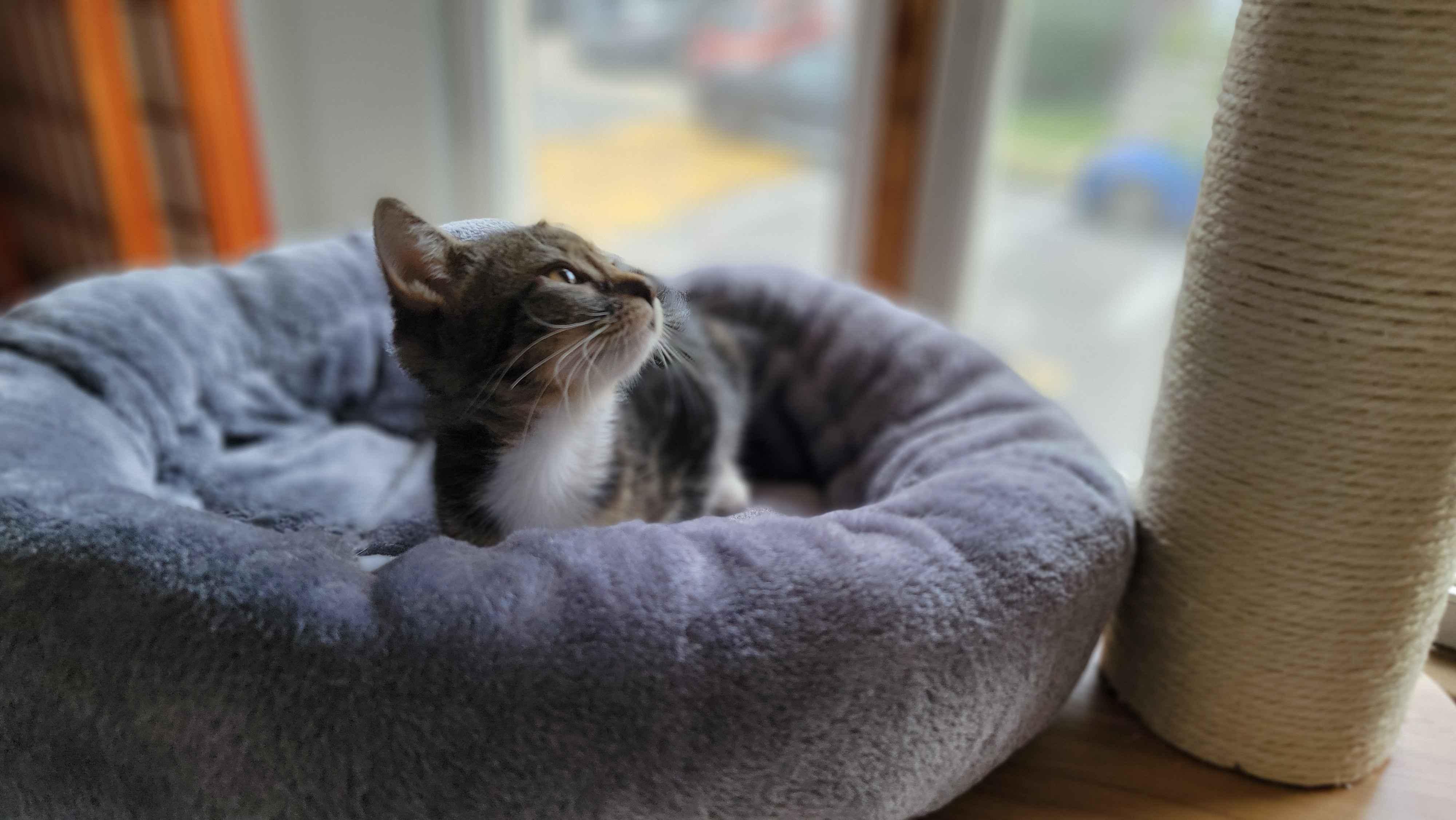 Enlarge Kabuki, a ADOPTABLE Domestic Short Hair in Florham Park, NJ image 3/5