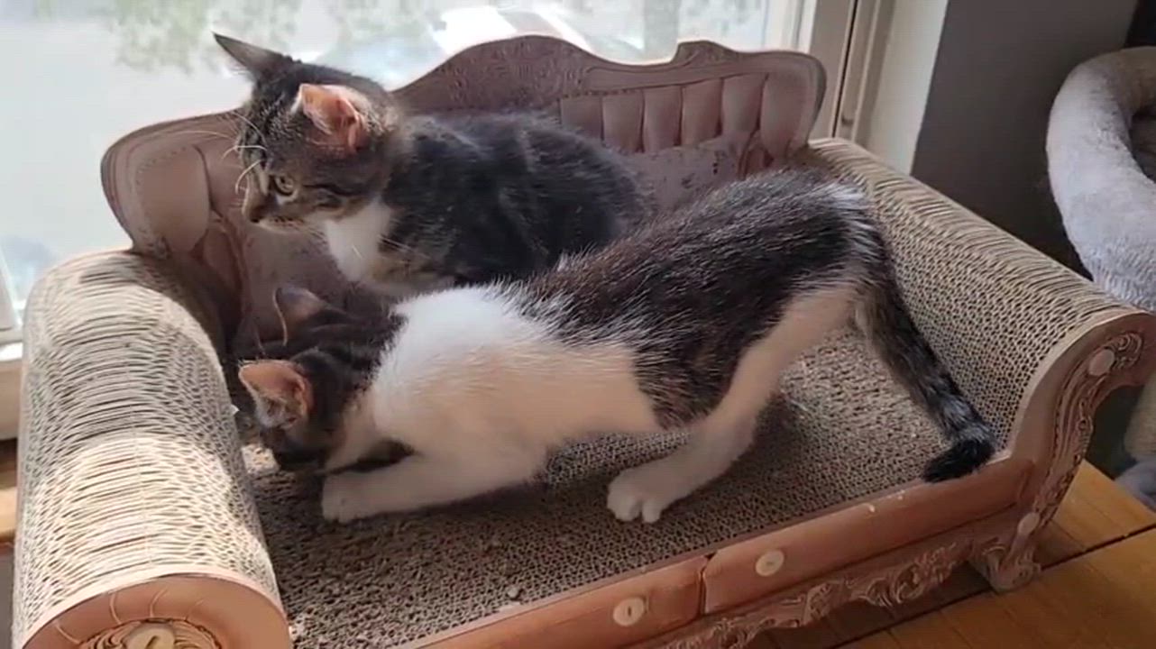 Enlarge Kabuki, a ADOPTABLE Domestic Short Hair in Florham Park, NJ video 5/5