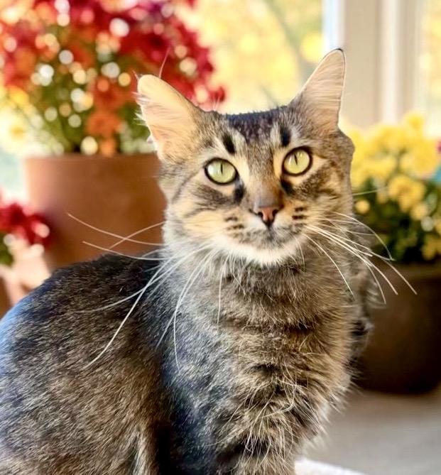 Elvissa, Adopted, Adult Female Maine Coon & Domestic Medium Hair.