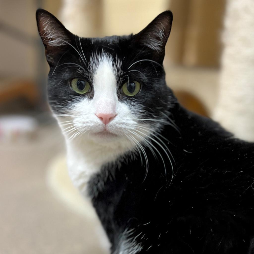 Enlarge Julie, a Adoptable Domestic Short Hair in East Hampton, NY image 1/6