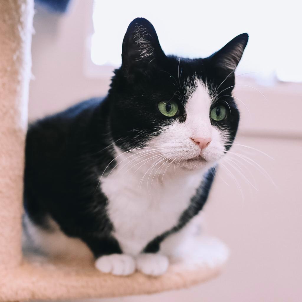 Julie, Adoptable, Senior Female Domestic Short Hair.