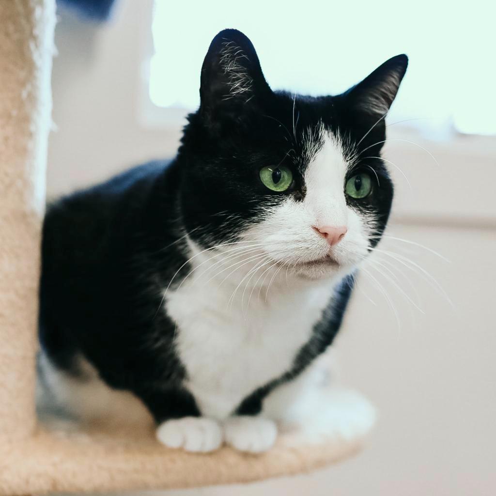 Enlarge Julie, a Adoptable Domestic Short Hair in East Hampton, NY image 2/6