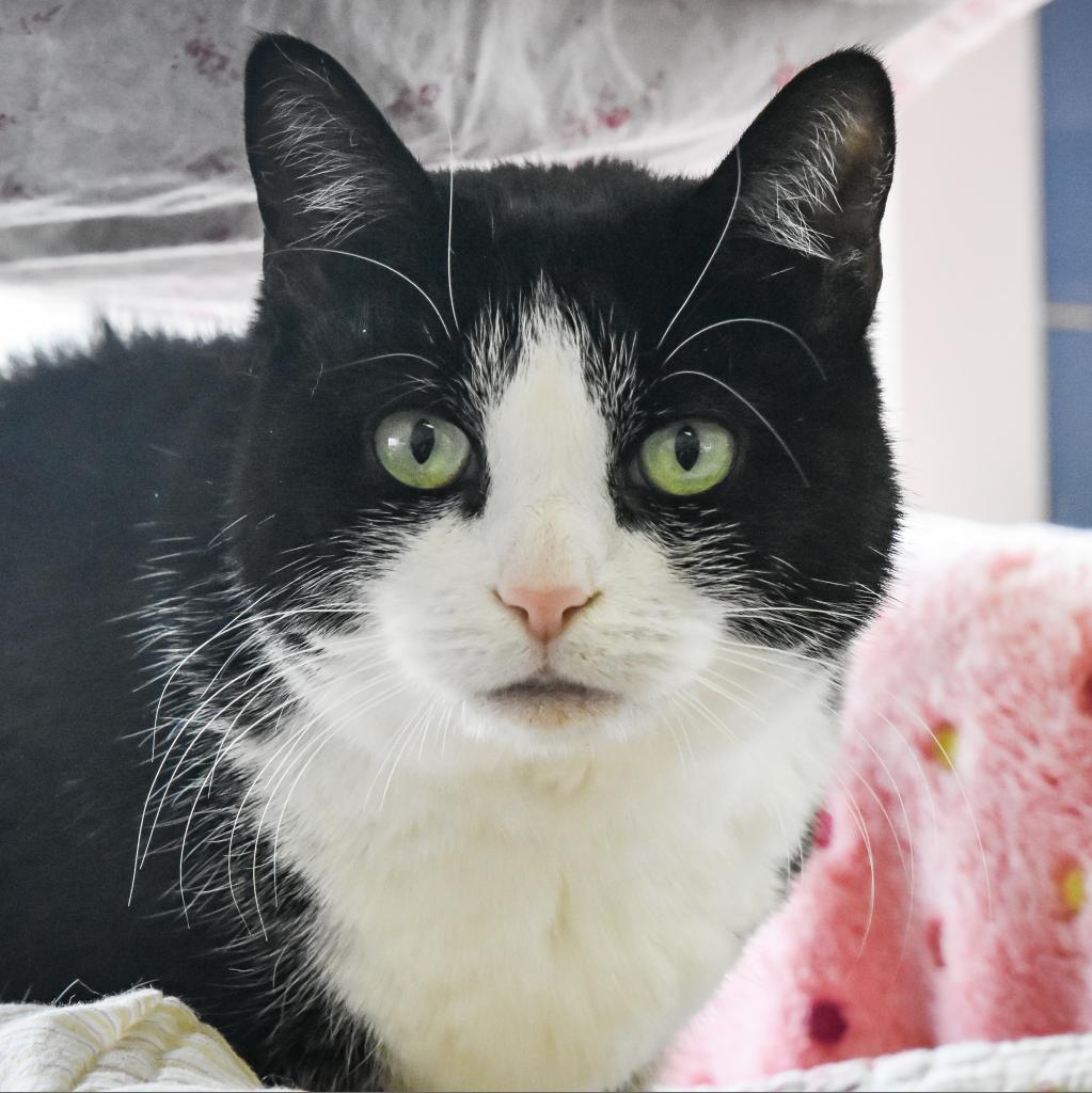 Enlarge Julie, a Adoptable Domestic Short Hair in East Hampton, NY image 3/6