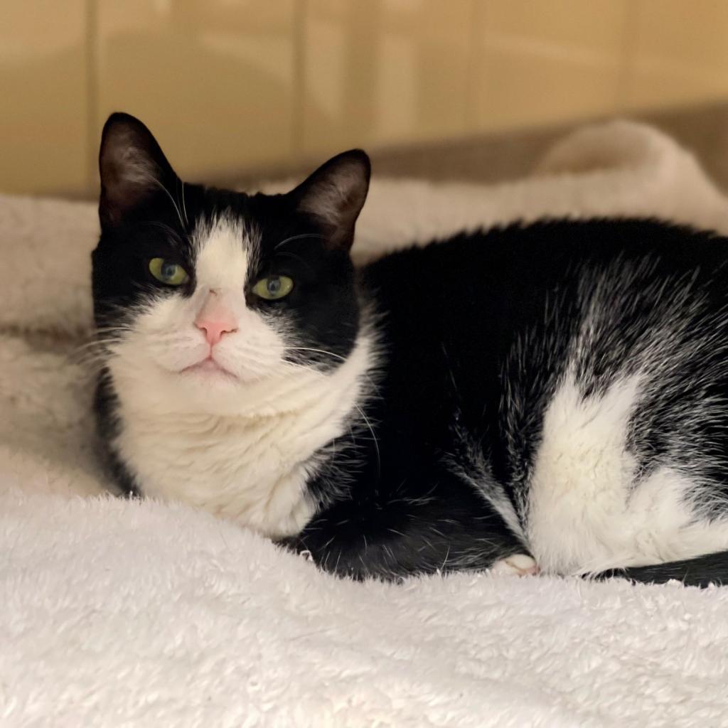 Enlarge Julie, a Adoptable Domestic Short Hair in East Hampton, NY image 4/6