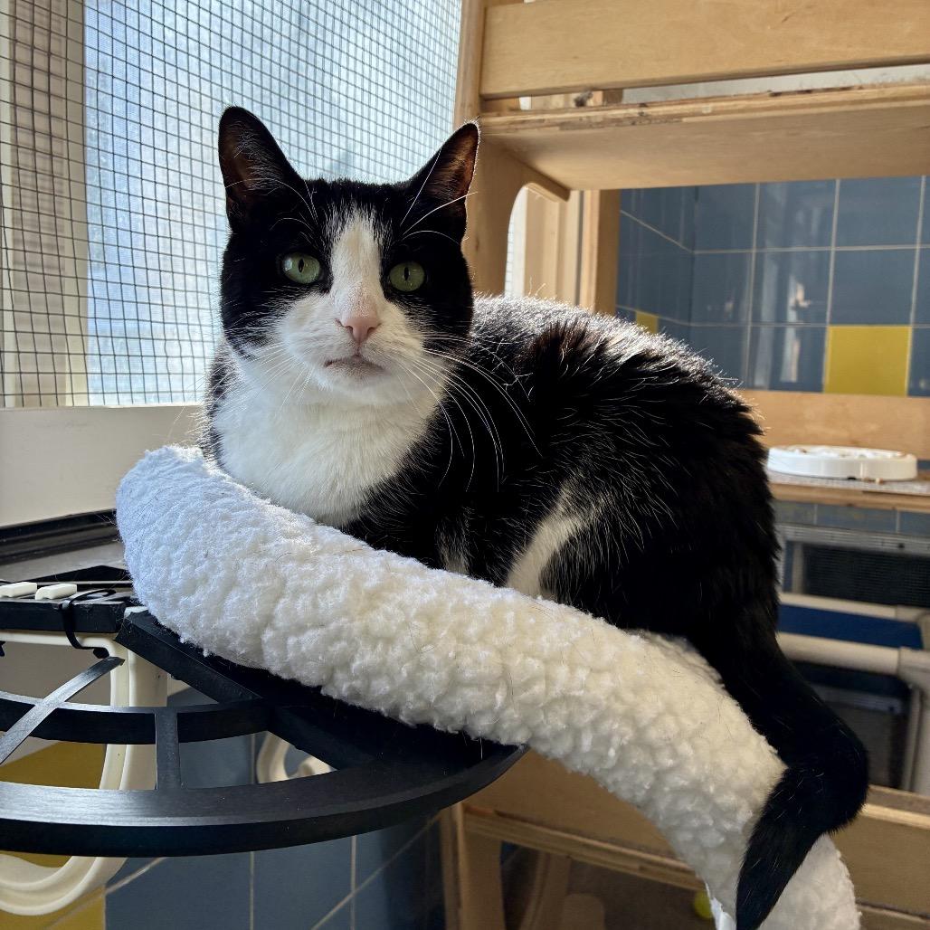 Julie, a Adoptable Domestic Short Hair in East Hampton, NY image 3/6